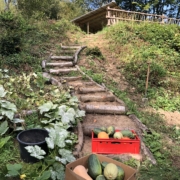 récolte des courges