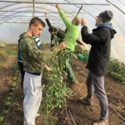 récolte de tomates