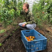 récolte de tomates